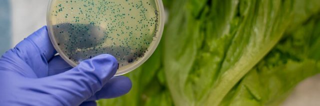 Person taking an ecoli sample from lettuce