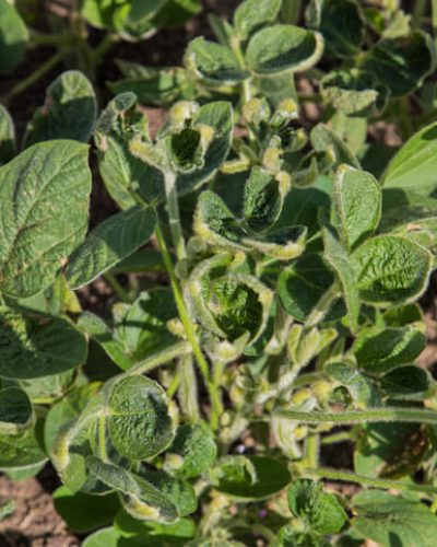 Dicamba damage to soybeans