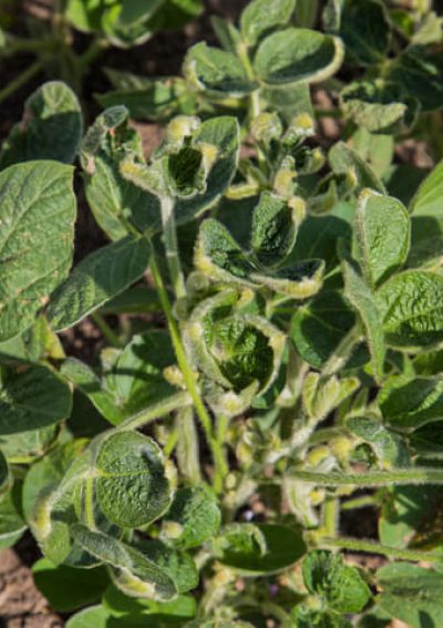 Dicamba damage to soybeans