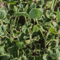 Plants damaged by Dicamba