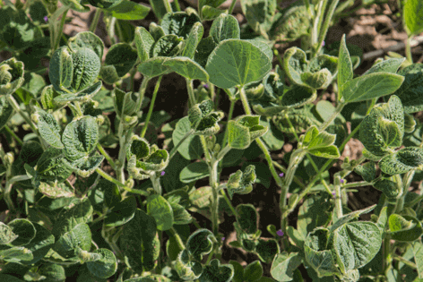 Plants damaged by Dicamba