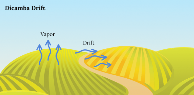 Illustration of Dicamba drift