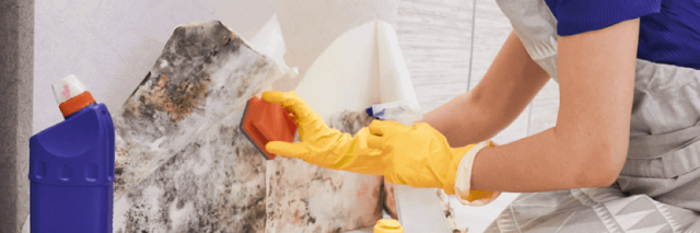 Cleaning mold under wallpaper