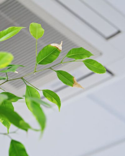 Plant next to vent