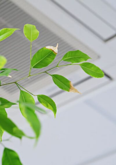 Plant next to vent