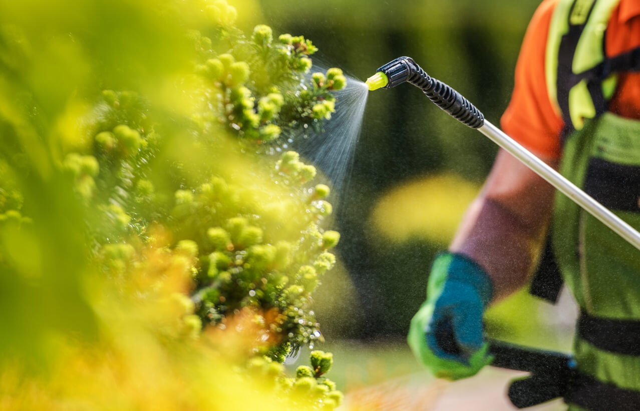 Spraying weed killer