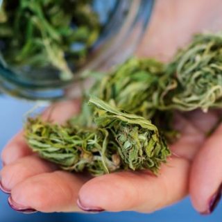 Cannabis buds in woman's hand