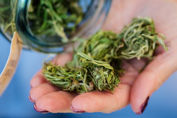 Cannabis buds in woman's hand
