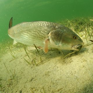 redfish fish swimming in ocean off of the florida coast