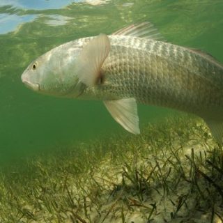 Florida redfish swimming