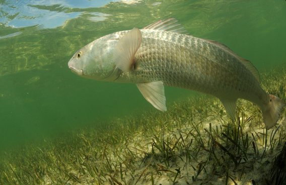 Florida redfish swimming