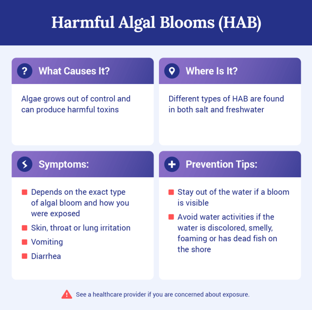 Graphic explaining what harmful algal blooms are.