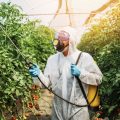 Man spraying pesticide