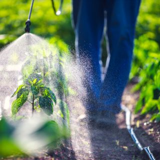 Farmer spraying vegetable green plants in the garden with herbicides, pesticides or insecticides