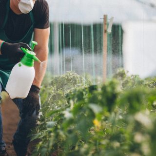 Man spraying plants with herbicide