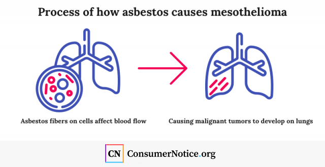 Mesothelioma developing process