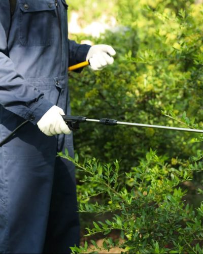 Worker spraying pesticide onto green bush outdoors.