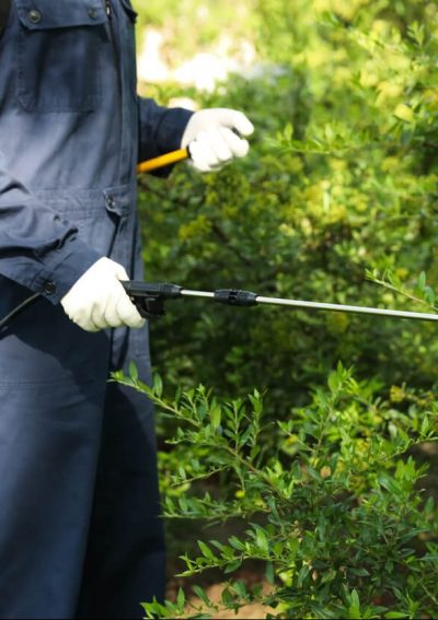Worker spraying pesticide onto green bush outdoors.