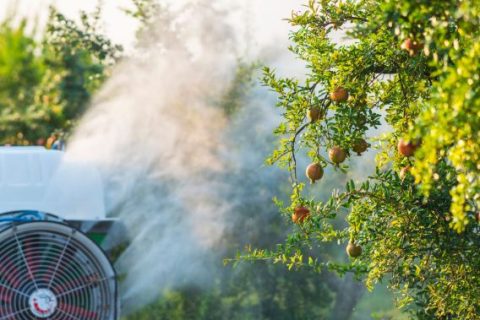Tractor spraying pesticide on fruit trees