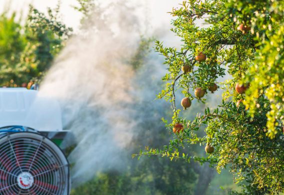 Tractor spraying pesticide on fruit trees