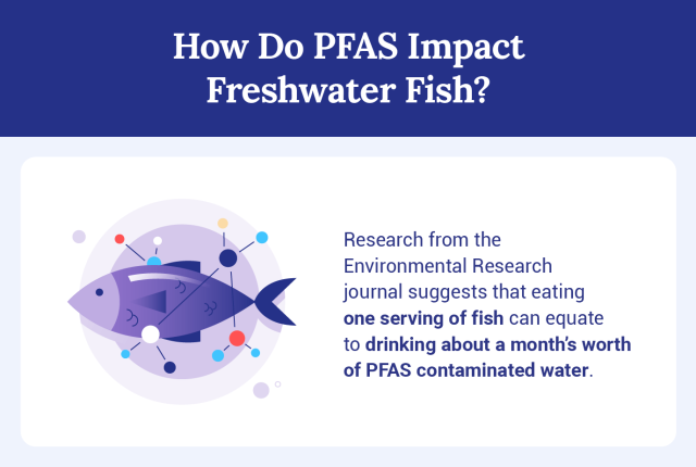 Graphic showing how PFAS impact freshwater fish.