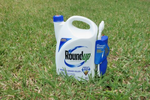 Container of Roundup pesticide on grass lawn.