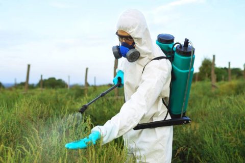 Spraying plants with pesticides