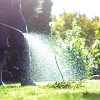 Person spraying Roundup weed killer