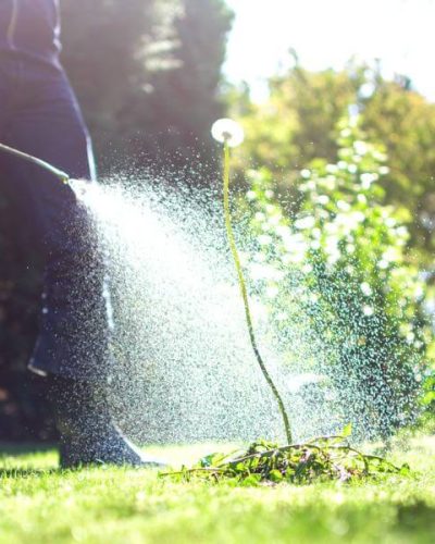 Person spraying Roundup weed killer