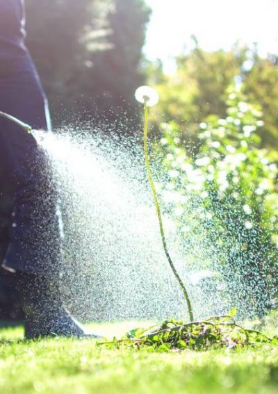 Person spraying Roundup weed killer