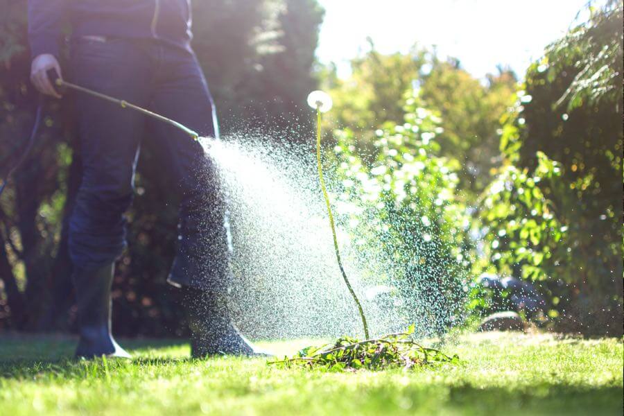 Person spraying Roundup weed killer