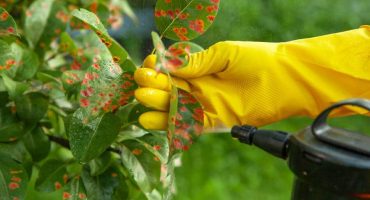 Plant being sprayed with Roundup