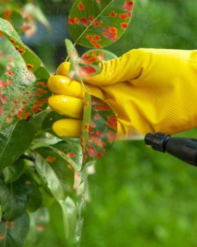 Plant being sprayed with Roundup
