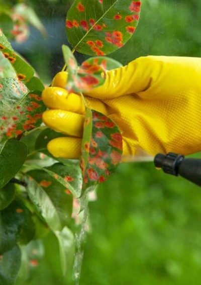 Plant being sprayed with Roundup