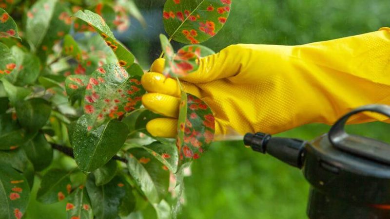 Plant being sprayed with Roundup