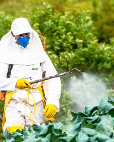 Someone spraying pesticide on cabbage.