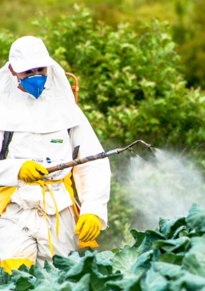 Someone spraying pesticide on cabbage.