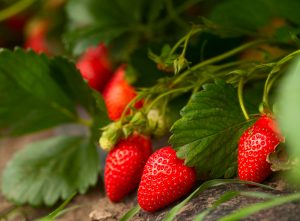 Strawberries with stems