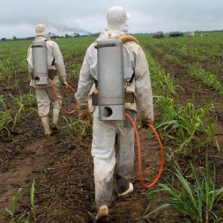 two workers on farm spraying herbicide